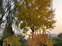 -永定河休闲森林公园