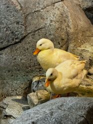 -Zoolung Zoolung动物主题公园(海信广场店)