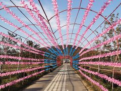 -苏州太湖西山岛开心农场