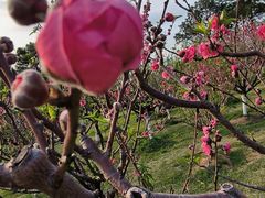 -广州莲花山旅游区