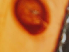 -西双版纳原始森林公园