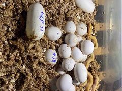 -酷以爬仙阁实体爬宠店·守宫·蜥蜴·专业繁育