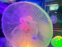 -太平洋海底世界