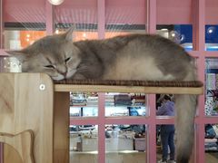 -喵匠猫主题咖啡(凯德和平广场店)