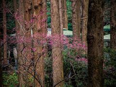 -杭州植物园