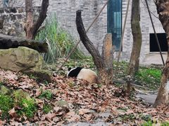 -都江堰中华大熊猫苑
