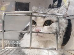 -爱宠有家宠物医院(彩虹桥总店)