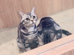 -藦茜花园宠物主题亲子互动体验馆(国顺东路店)