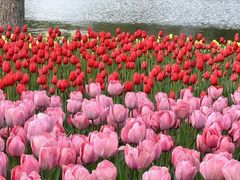 -石家庄市植物园