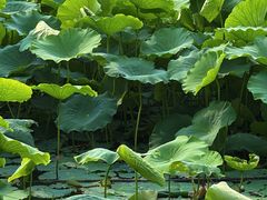 -白鹭湾湿地公园