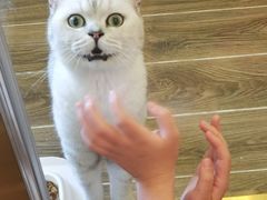 -猫大福·Fortune Cat猫舍(百子湾店)