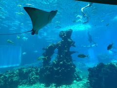 -海棠湾洲际-涛·海底餐厅·美人鱼·自助餐·海底隧道