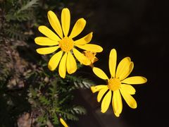 -春花秋色城市公园