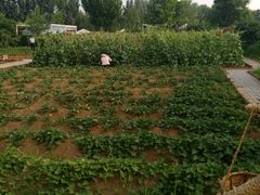 -意大利农场度假村