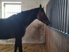 -北京群众马术培训基地