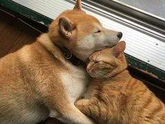 -爪爪喵星球·猫舍(前海卓越店)