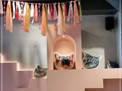 -猫儿山۰猫主题餐厅