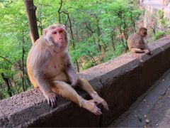 -黔灵山公园