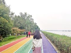-贡湖湾湿地公园