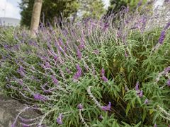 -徐家汇源景区-衡山公园