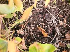 -解家河南菜(商鼎路店)