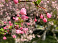 -莫愁湖公园