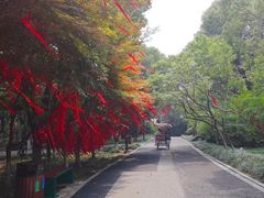 -金鸡湖桃花岛