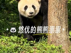 -都江堰中华大熊猫苑