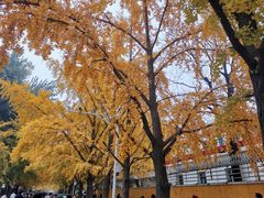 -三里屯东五街银杏大道