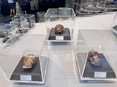 -北京周口店北京人遗址博物馆