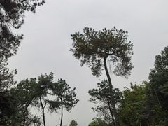 -铁山坪森林公园