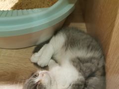 -BABIT巴比特宠物(MOMOPARK店)