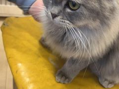-Let's go狗咖·猫咖·奶狗·桌游(春熙路IFS店)