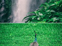 -莫里热带雨林景区