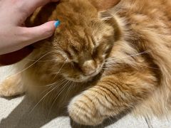 -藏猫猫咖啡主题馆(中央大道店)