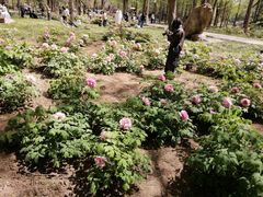 -洛阳市隋唐城遗址植物园