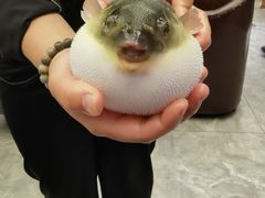 -肆月河豚·新淮扬(金融街店)