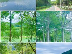 -东莞市大岭山森林公园
