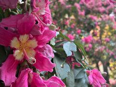 -广州白天鹅宾馆