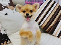 -翊宠yipet猫狗购宠庄园犬舍•猫舍