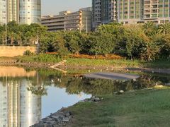 -宝安西湾红树林湿地公园