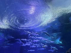 -海合安武汉极地海洋公园