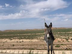 -青藏高原野生动物园