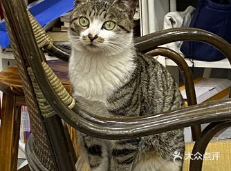 喵五去年六月被亲妈遗弃掉到我家，算来已经快满一年了