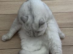 -伟伟宠物医院·瑞派猫友好医院·猫科(光谷店)