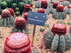 -深圳仙湖植物园