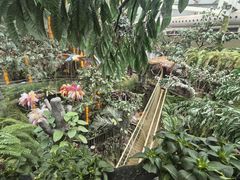 -正佳雨林生态植物园