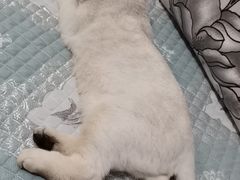 -宠福鑫康馨动物医院·骨科·眼科