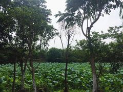 -洛漾舸船宴餐厅(洛漾半岛店)