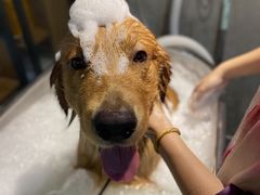 -PETKIT小佩宠物·低压洗护(国顺东路店)